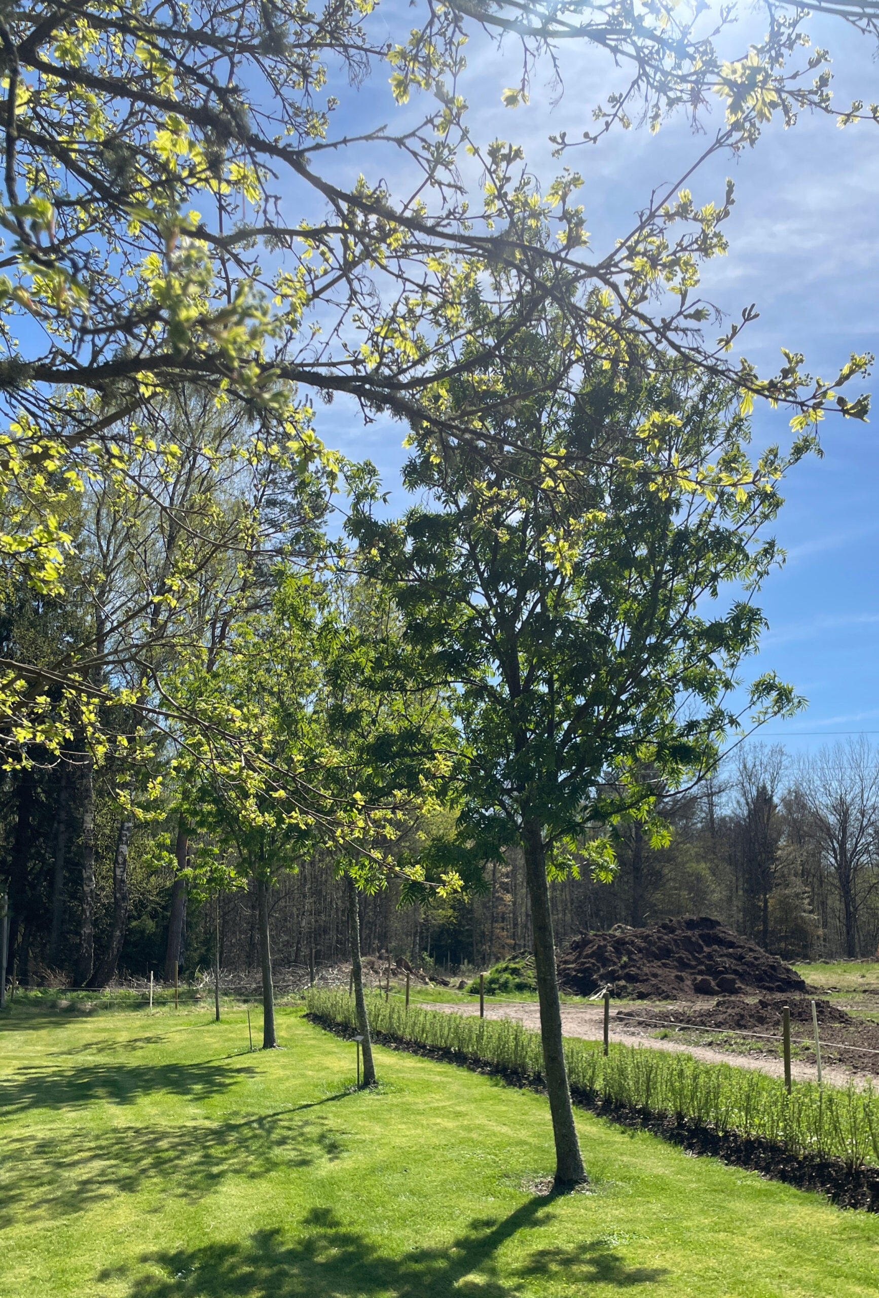 Alphems Arboretum Floby