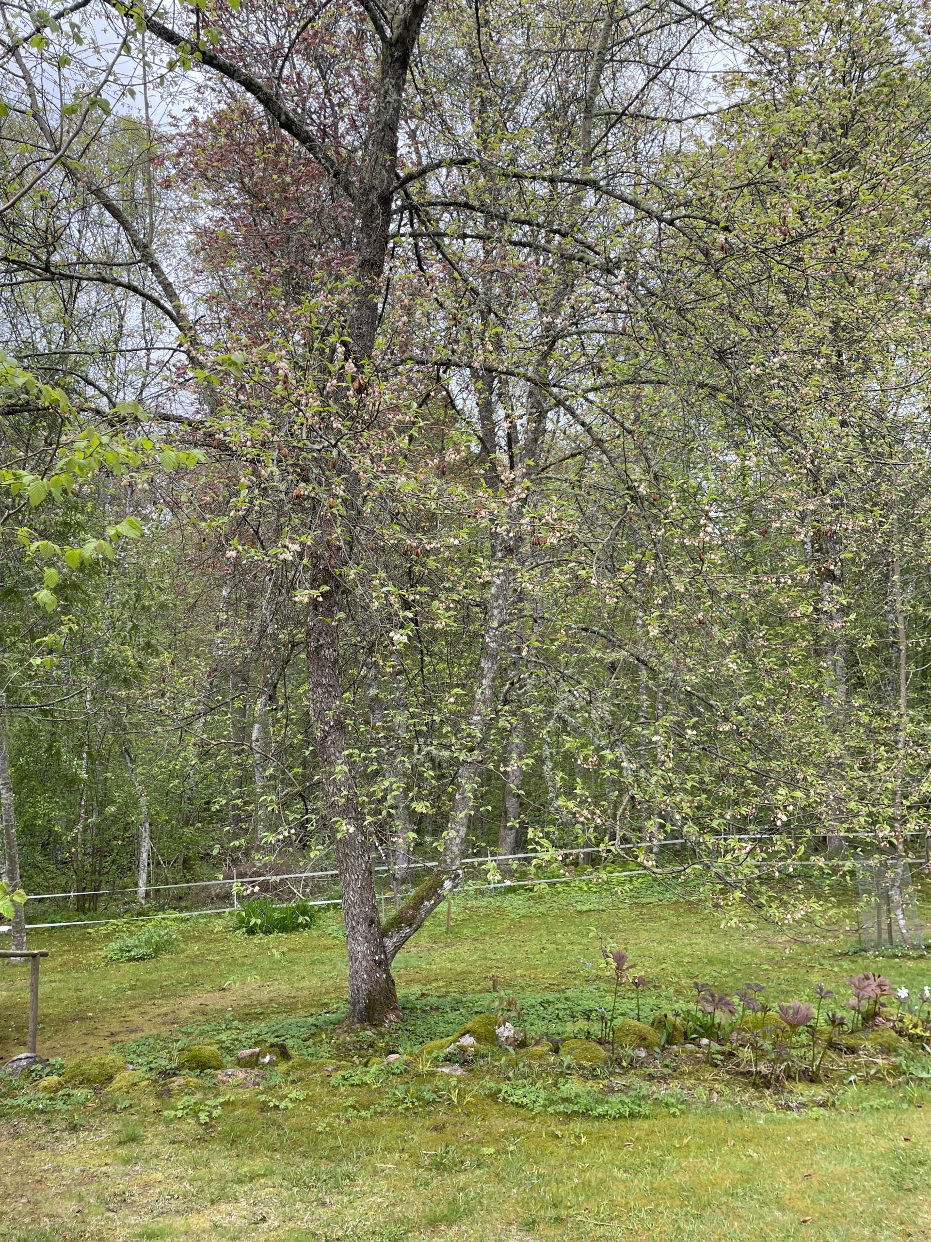 Alphems Arboretum Floby