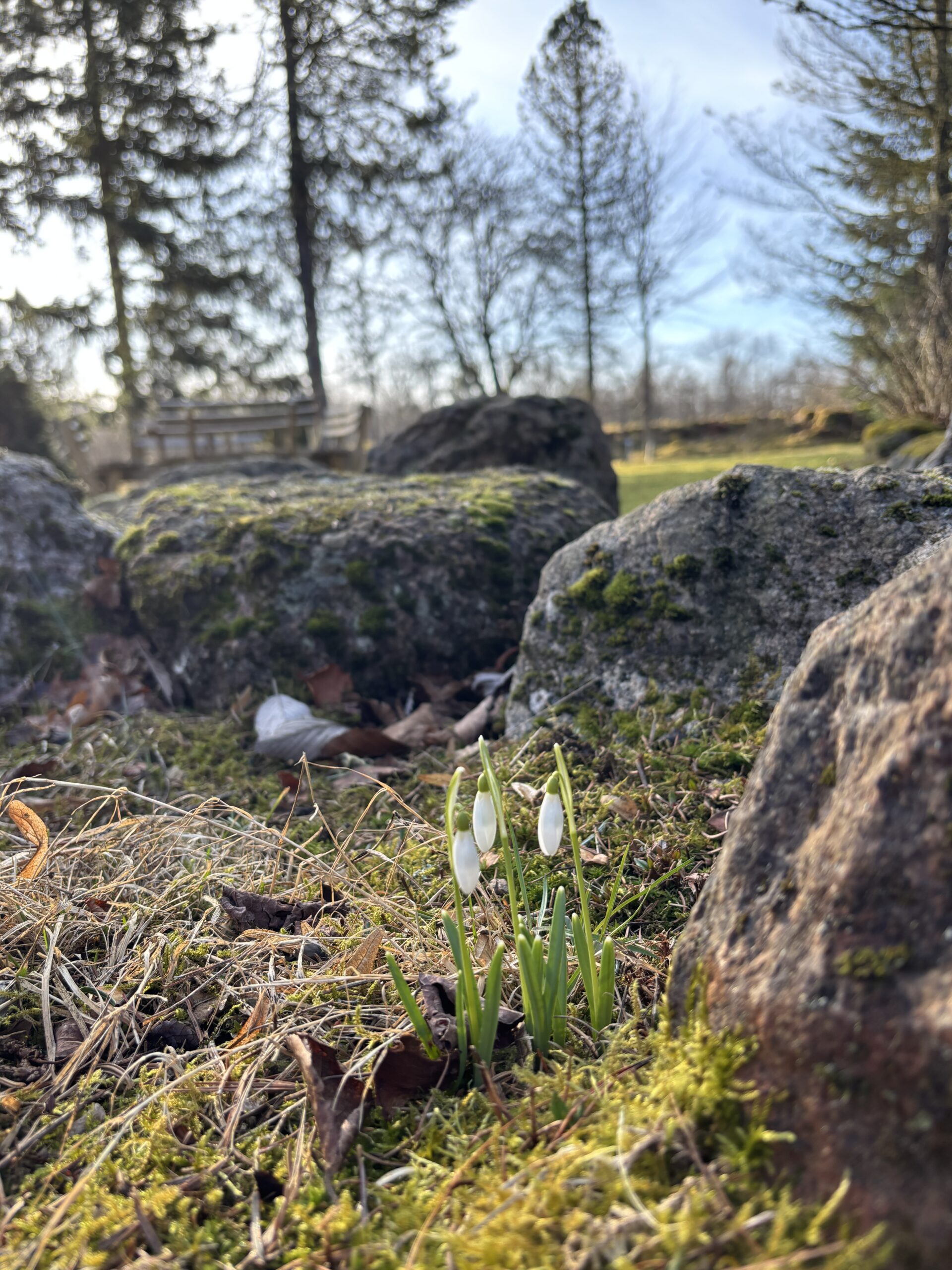 Alphems Arboretum Floby