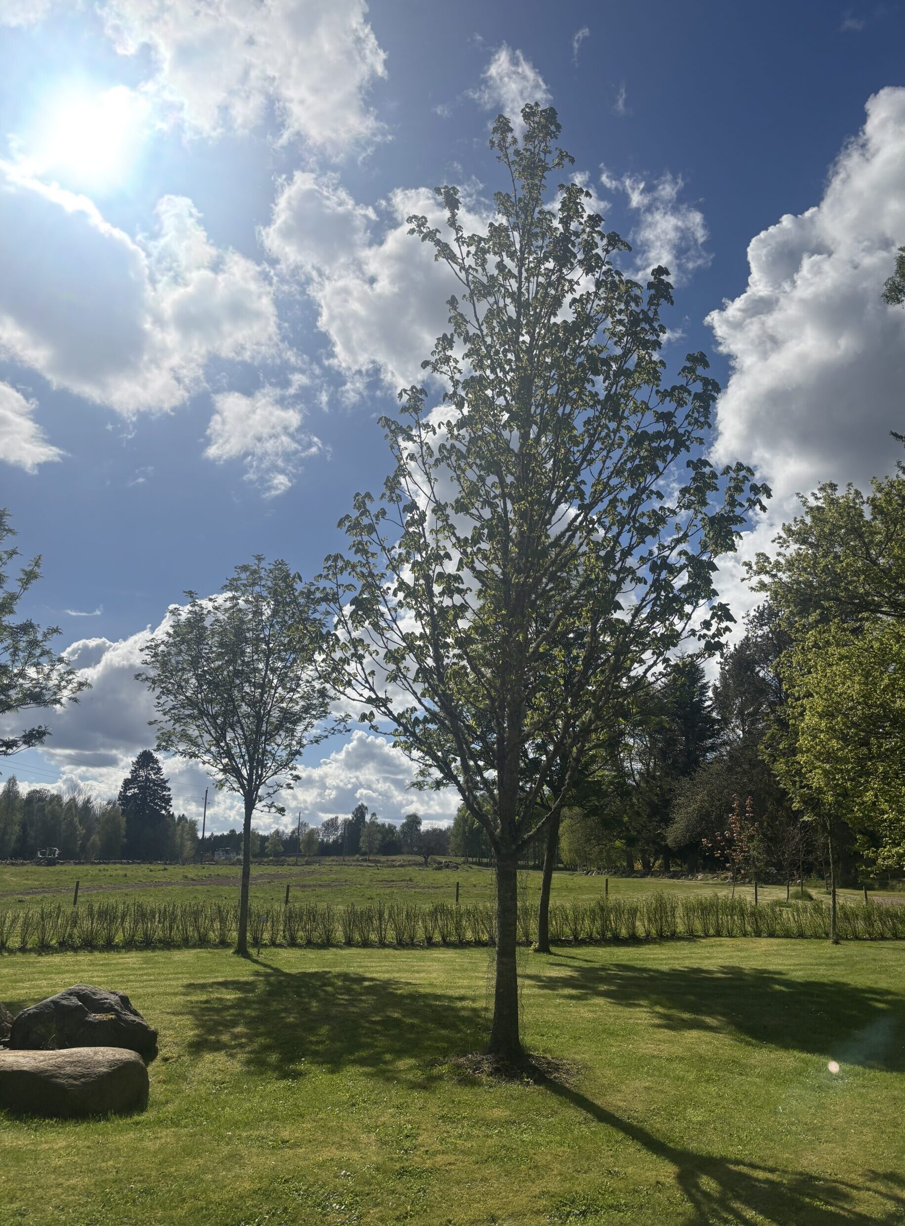 Alphems Arboretum Floby